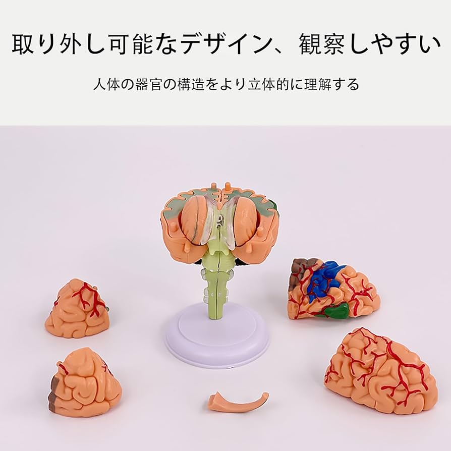 解剖学1・2・3 Amazon.co.jp: Ynaioang 脳モデル脳構造モデル 4D 組み立て済み